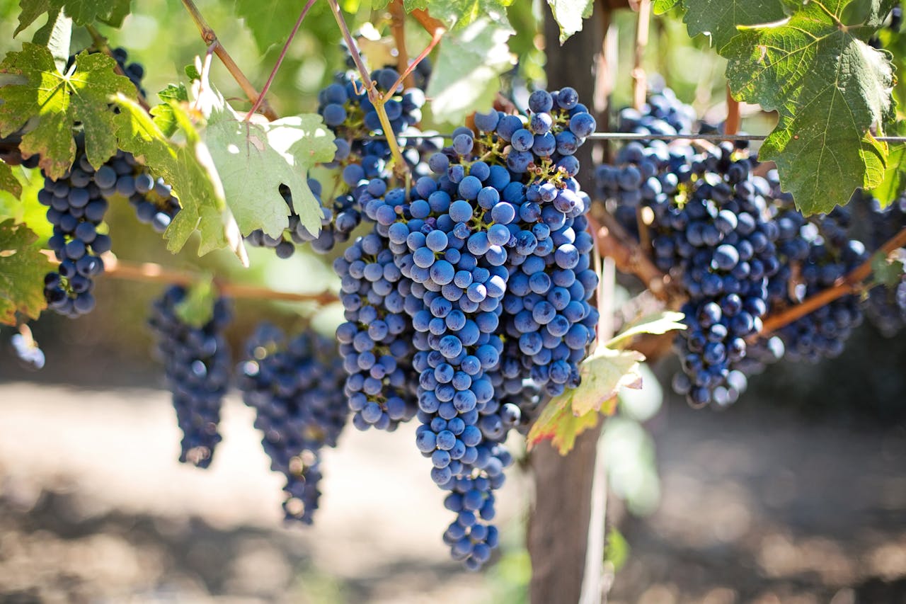 Uvas tintas