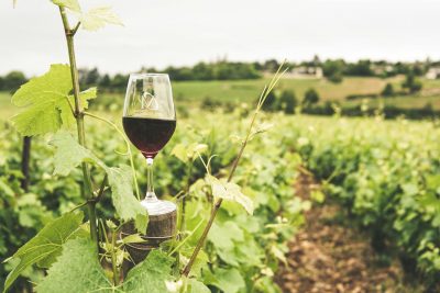 Vinos naturales: mitos y verdades que debes conocer