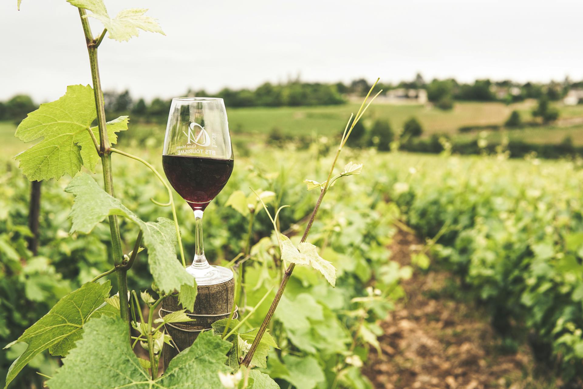 Copa de vino en un viñedo